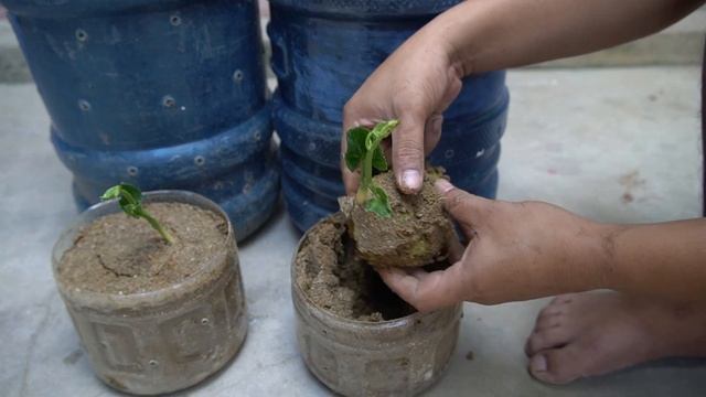 Surprised With How Easy It Is To Grow Chayote In Plastic Containers And Give Lots Of Fruit