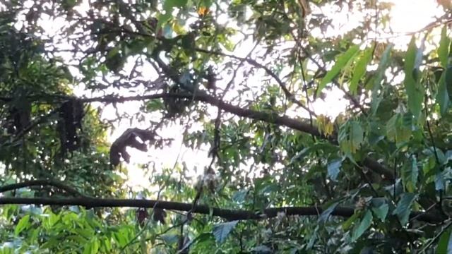 Our trip to Manu, Peru смотреть онлайн