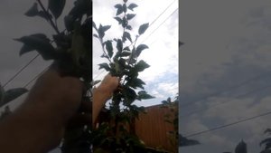ФОРМИРОВАНИЕ ДВУХЛЕТНЕЙ ЯБЛОНИ