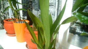 Открытая система(содержание в воде с просушкой). Попытка восстановить корневую у Камбрии.