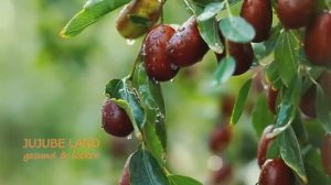 rote Jujuben (rote Datteln) Baum, 红枣树