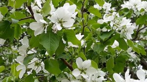 Весна по имени Светлана