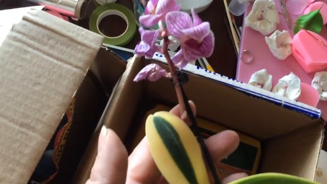 Посылочка - Моя долгожданная Сого Вивьен смотреть онлайн