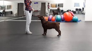 Агрессия у лабрадора