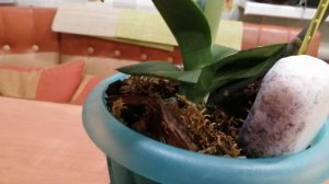 Как быстро восстановить тургор. Что делать если у орхидеи вялые листья.