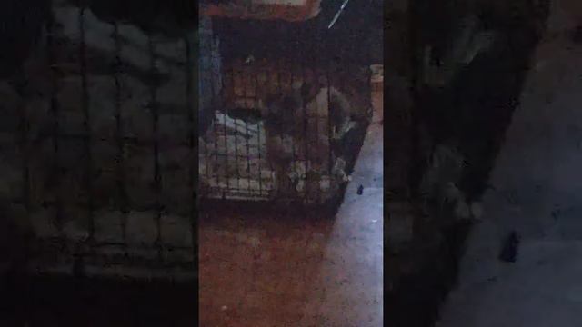 My Boxer dog Fat baby singing with my son!!!!😍😍😍😍😍 смотреть онлайн