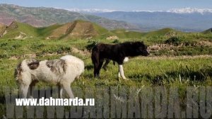 Аборигенные САО Таджикистана - саги дахмарда , моменты формирования