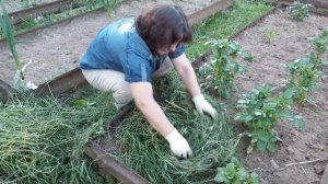 Выращивание картофеля на высоких грядках