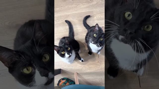 Когда остался последний кусок колбасы... смотреть онлайн