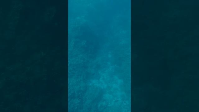 Голден риф Шарм-Эль-Шейх. Красивый риф, рыбки, караллы. Вид из батискафа. Египет. 2022 смотреть онлайн