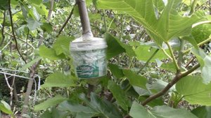 Инжир воздушная отводка 2020