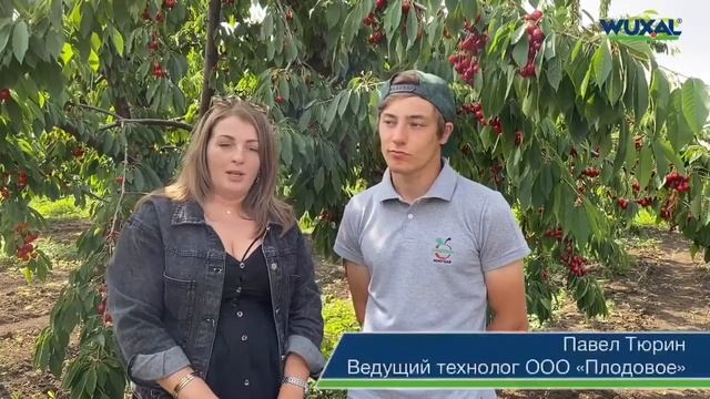 Промышленное выращивание черешни в Краснодарском крае/Сорта черешни/Применение удобрений смотреть онлайн