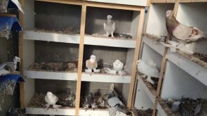 Сколько птенцов из под голубей можно получить за сезон ?