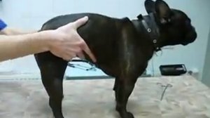 Грыжа межпозвонкового диска у собаки. Парапарез тазовых конечностей.