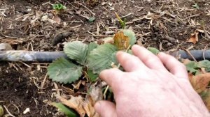 Клубника сорт Сирия. 18 марта 2024г.