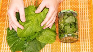 Боль в КОЛЕНЯХ и СУСТАВАХ уйдет МГНОВЕННО! Срочно приложите ЭТИ ЛИСТЬЯ ...