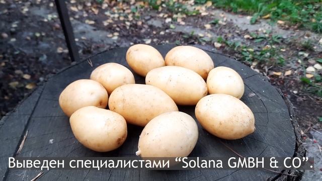 Сорт картофеля Королева Анна. Potato seeds Queen Anna.