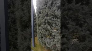 кипарис Аризонский в парке Краснодар