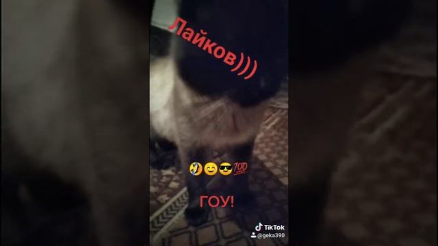 Чем кормить сиамского кота и сколько они живут ,как вредничают ? смотреть онлайн