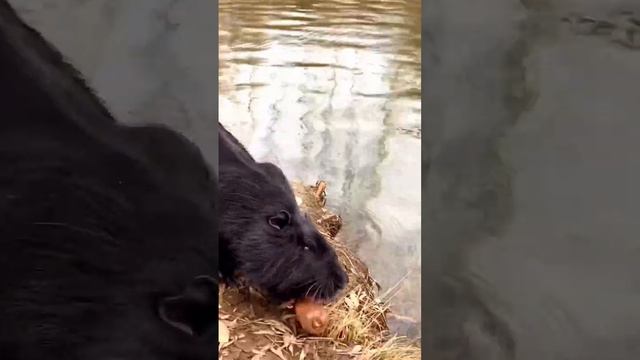 Животный мир. Дикая нутрия в пруду городского парка.