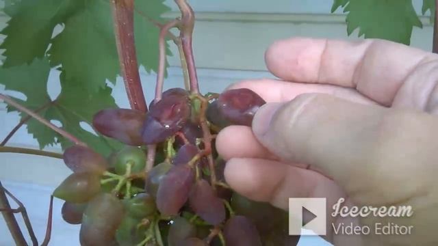 30 августа , состояние дел на винограднике на это время. смотреть онлайн