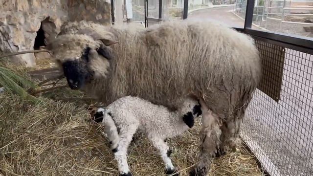 ШЕН родился в Парке миниатюр в Бахчисарае!!! смотреть онлайн