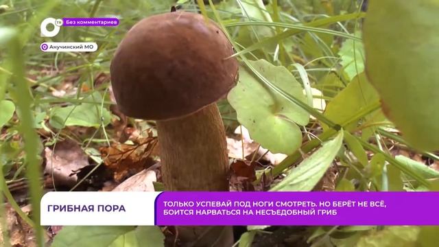 Без комментариев. Грибная пора смотреть онлайн