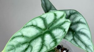 Alocasia Plant Varieties, Elephant Ear Plant