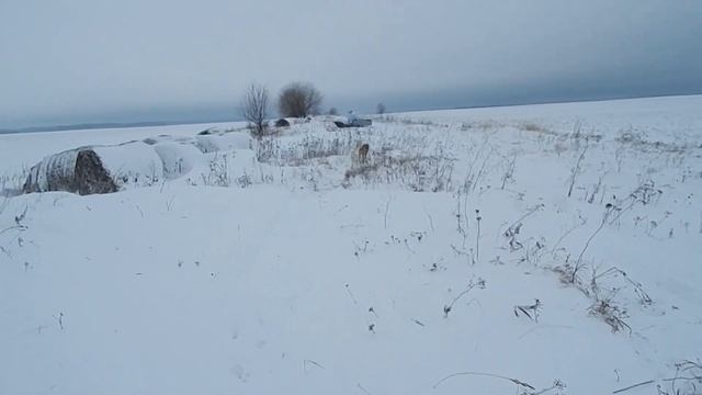 Первый выезд на мотособаке(мотобуксе). Добыли зайца. Первый заяц 2020!!! смотреть онлайн