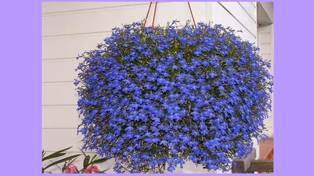 Лобелия