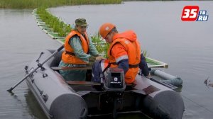 Экспериментальные растения для доочистки сточных вод высадили на «Северстали»