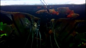 Скалярии Манакапуру. Какие они.