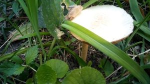 Грибы, растущие на деревьях / Mushrooms growing on trees