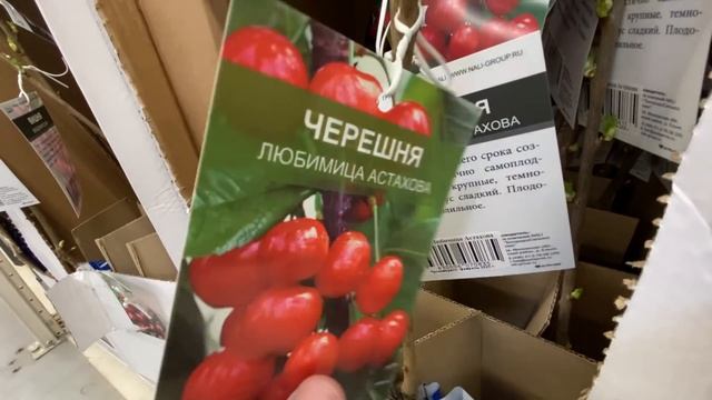 выбираем САЖАНЦЫ и ЦВЕТЫ для ПАПИНОГО палисадника что купить в Леруа Мерлен? ОБЗОР