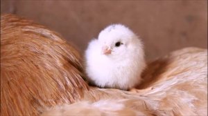 Правильное содержание кур несушек в домашнем хозяйстве