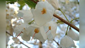 ГАЛЕЗИЯ, или  ЛАНДЫШЕВОЕ ДЕРЕВО  (HALESIA)  сем. Стираксовые