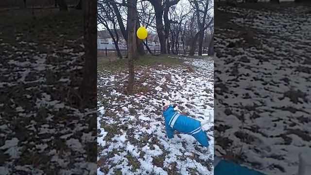 Бультерьер в одежде,гуляем в парке смотреть онлайн