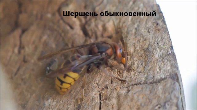 Интересные факты о шершнях смотреть онлайн