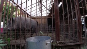 Вой дикого кабана,  не для слабонервных!!!!!! The howl of a wild boar is not for the faint of heart
