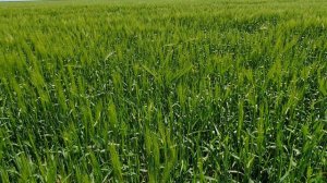 Озимая пшеница обзор,после  евролайтинга.Ячмень соседа ,у кого лучше посевы?