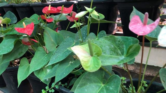 Anthurium Care and reviewGreen Miracle