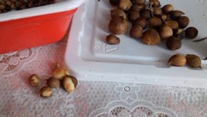 Детки гладиолусов, сажаем