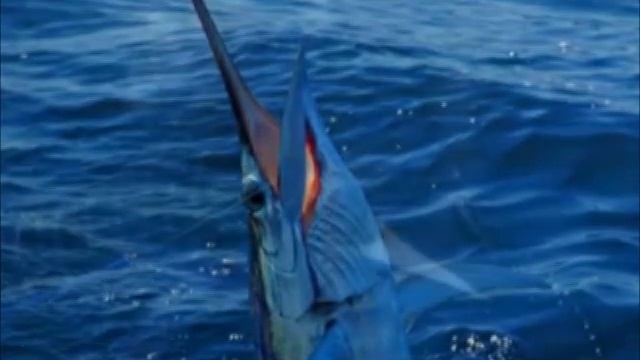 Топ-10 самых быстрых рыб смотреть онлайн