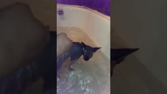 Сфинксы любят купаться😄