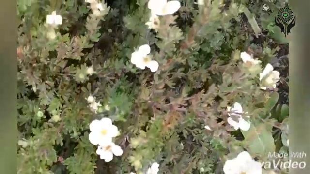 Лапчатка кустарниковая