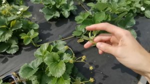 Укореняем усы клубники в стаканчики от маточного куста