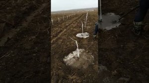 Персиковый сад. 7 января 2020. Полив. (архив).
