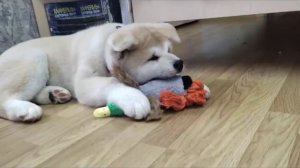 Акита Ину  щенок Вакео-Ямато 3 месяца