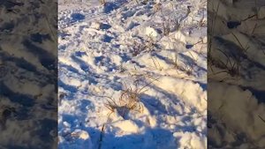 Охота в Волгоградской области