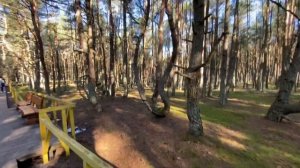 Мистика танцующего леса. Куршская коса